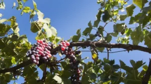 Enoturismo en Mallorca